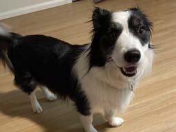 Happy pet cared for by Amy