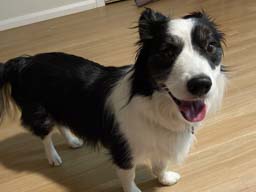 Happy pet cared for by Amy