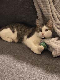 Happy pet cared for by Amy