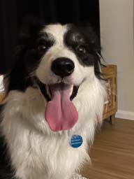 Happy pet cared for by Amy