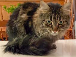 Happy pet cared for by Amy