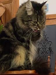 Happy pet cared for by Amy