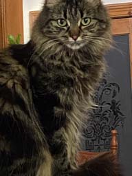 Happy pet cared for by Amy