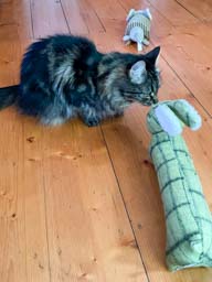 Happy pet cared for by Amy