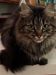 Happy pet cared for by Amy