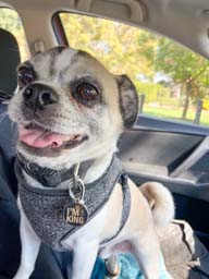 Happy pet cared for by Amy