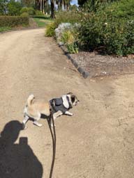 Happy pet cared for by Amy