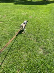 Happy pet cared for by Amy