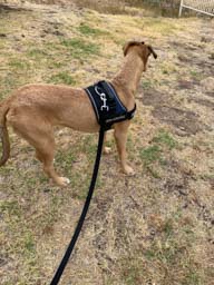 Happy pet cared for by Amy