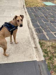 Happy pet cared for by Amy