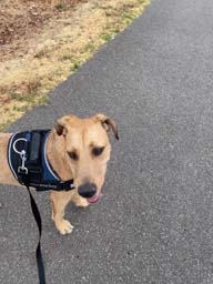 Happy pet cared for by Amy